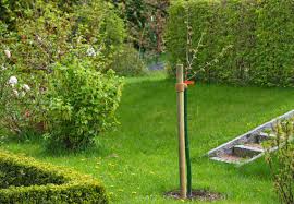 Mit einem geeigneten unterschlupf für diese nützlinge, wie ein insektenhotel oder einige totholzbüsche in der. Obstbaum Pflanzen In 6 Schritten Obi Anleitung