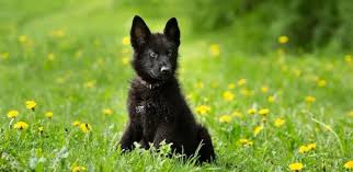 Mini female german shepherd puppy. Black German Shepherd The Definitive Owner S Guide Perfect Dog Breeds