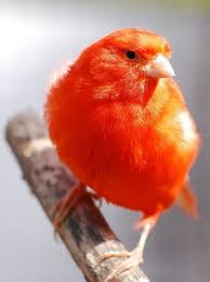 Orange Canary Canary Birds Beautiful Birds Birds