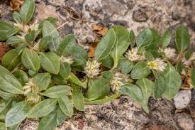 Image result for Alternanthera caracasana