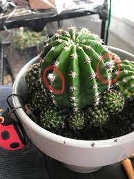 Our big cactus bloomed today. Question Is My Cactus About To Bloom I M Hoping That S What These Fuzzy Growths Mean Succulents