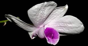 Image result for Eulophia obscura