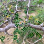 Image result for Cyathea mildbraedii