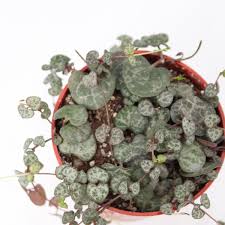 Image result for Ceropegia burchelliana
