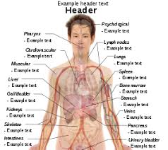 Your body organs range from your brain, heart, liver, skin, lungs, kidneys, intestines, stomach, bladder, etc. Human Body Diagrams Wikimedia Commons