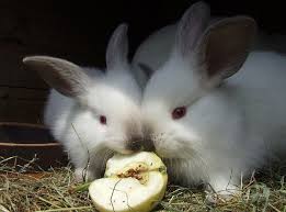 Here we will discuss rat poisoning at length including what you should look for, treatment and most importantly how to keep your rabbit safe. 4 Can Salt Kill Bunnies Eat What Do Cottontail Rabbits Eat Reference Com Rabbits Don T Understand The Concept Of Blowing On Food Or Waiting For It To Cool