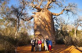Although located some 250 miles from the african continent, madagascar's population is primarily related not to african peoples but rather those of indonesia, more than 3,000 miles to the east. Trip Report The First Starling Nature Tour To Madagascar Starling Natuur En Fotografiereizen