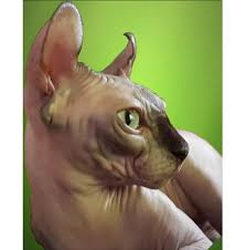Get a ragdoll, bengal, siamese and more on kijiji, canada's #1 local classifieds. Registered Sphynx Cat Breeders Australia
