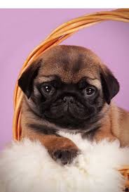 Head To The Webpage To Learn More On Baby Pugs For Adoption Just Click On The Link For More Information Viewing The Website Is Cute Pugs Pugs Pug Puppies
