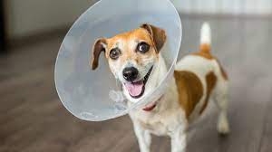 It looked way too soft and comfortable so i decided to put it through the peanut butter test! 7 Diy Dog E Cones Seven E Collars You Can Make At Home