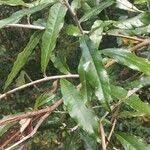 Image result for Brachylaena huillensis