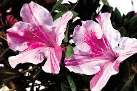 Pin On Azaleas