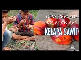 Proses pemeriksaan buah sawit ini sering disebut sortir buah. Bolehkah Anda Makan Buah Kelapa Sawit Pindo Kegunaan Dan Idea Buah Pindo Yang Boleh Dimakan Taman Taman Sanne