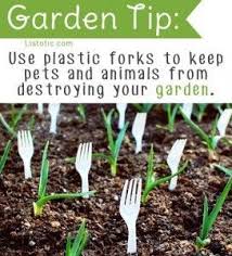 Maybe you would like to learn more about one of these? Use Plastic Forks In The Garden To Keep Cats Away Gardening Tips Vegetables Plants