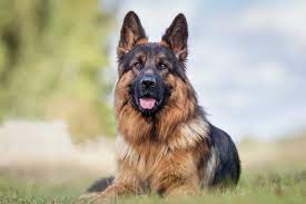The double coat of a german shepherd is said to be the most important feature of the breed. Do German Shepherd Dogs Shed Gsd Shedding Stop My Dog Shedding