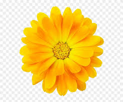 We did not find results for: Yellow Bloom Frame Flower Border Flowers White Yellow Bloom Flower Png Clipart 5065997 Pikpng