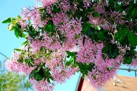 Image result for Calodendrum capense