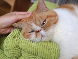 Maybe you would like to learn more about one of these? The Cats Tearoom Restaurants In Tsuen Wan Hong Kong