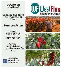 Locuri de munca olanda cu cele mai bune oferte de munca olanda. Lucru In Olanda