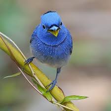 Pin By Atila Kipergil On Kuslar In 2020 Cute Birds Bird Species Bird