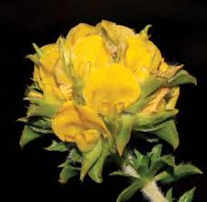 Image result for Schlechterina mitostemmatoides