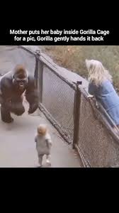 Mother Puts her Baby Inside Gorilla Cage for a Pic, Gorilla Gently Hands It  Back, Viral, ., ., ., ., ., ., ., ., [ai, gorilla, zoolife, mother, child,  viral, explorepage, love, contentcreator, ...