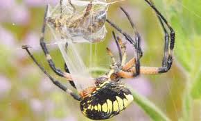 Or i will turn her free somewhere within the next week or so. Infotainment Daddy Longlegs Newspaper Dawn Com