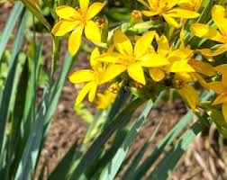 Image result for Xyris dissimilis