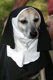 22 Funny Dog Costumes For Halloween Dog Costumes Funny Funny Dogs Cute Dog Costumes