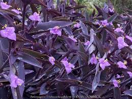 Image result for Tradescantia pallida