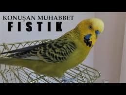 12 Kelime Birden Muhabbet Kusu Konusturma Konusan Muhabbet Kusu Fistik Dinlet Konussun Youtube