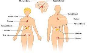 The Endocrine System And Glands Of The Human Body Endocrine System Endocrine System Nursing Endocrine