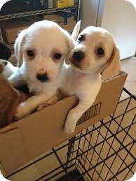 For the best experience, we recommend you upgrade to the latest version of chrome or safari. Gustine Ca Cocker Spaniel Meet Cocker Maltese Mix Pups A Pet For Adoption