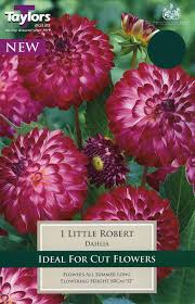 Top size and top quality summer flower bulbs for your garden. Flower Bulbs Arboretum View Our Range At Arboretum Garden Centre
