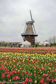 Avas flowers 145 photos 307 reviews gifts 78704. 20 Best Destinations For Experiencing Stunning Spring Flowers In The Us Dotted Globe
