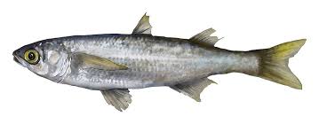 Me catching a small thick lipped mullet from the river camel in cornwall. Fishing Limits Pirsa