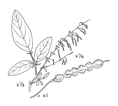 Image result for Desmodium tortuosum