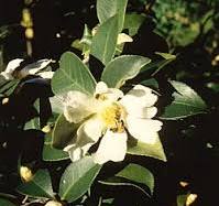 Camellia oleifera - Wikipedia