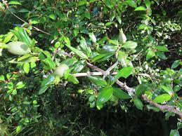 Image result for Hyperacanthus microphyllus