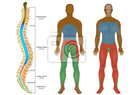 Rdzeń kręgowy stanowi część ośrodkowego układu nerwowego. Wykres Nerwow Rdzeniowych Rdzen Kregowy Obwodowego Ukladu Nerwowego Fototapeta Fototapety Biologia Zdrowie Organ Myloview Pl