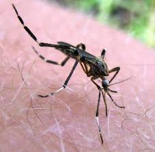 The world mosquito programme team says it could be a solution to a virus that has gone around the world. A Mosquito Psorophora Ciliata