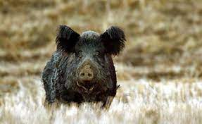 Recent the numbers and impact of wild boar has grown steadily since the 1980s. Wild Pig Management Program