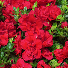 Azalea trees generate on any empty space above a lush cave. There Is Nothing Subtle About The Color Red And Red Encore Azaleas May Be Just What You Need To Inject Excitement And Azalea Color Azaleas Landscaping Azaleas