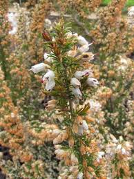 Image result for Cogniauxia podolaena