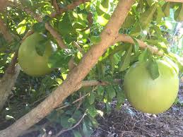 It came in a decent plastic pot, was. Prices Are Per Kilo For Sale The Miracle Fruit Cebu Facebook