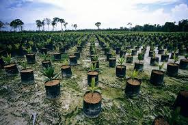 Mengapa tanaman kelapa sawit tidak berbuah dan cara agar sawit berbuah banyak dan lebat,dalam video ini dikupas. Proses Penanaman Kelapa Sawit Baja Junjung Baja Ajaib Facebook