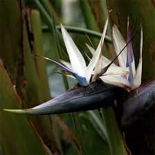 Image result for Strelitzia alba