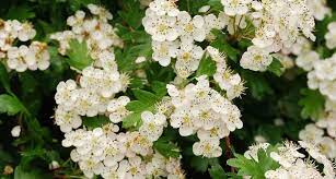 Free shipping on orders over $99 with arrive alive guarantee from the tree center. Missouri State Flower The White Hawthorn Blossom Proflowers Blog