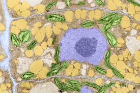 Plant cell transmission electron microscope images. Plant Cell Tem Photograph By Biology Pics
