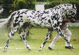 Image result for oldest horse in the world